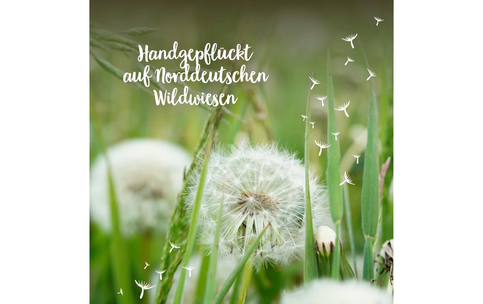 Die Stadtgärtner Wunscherfüller – Echte Pusteblume im Glas – Glas, transparent
