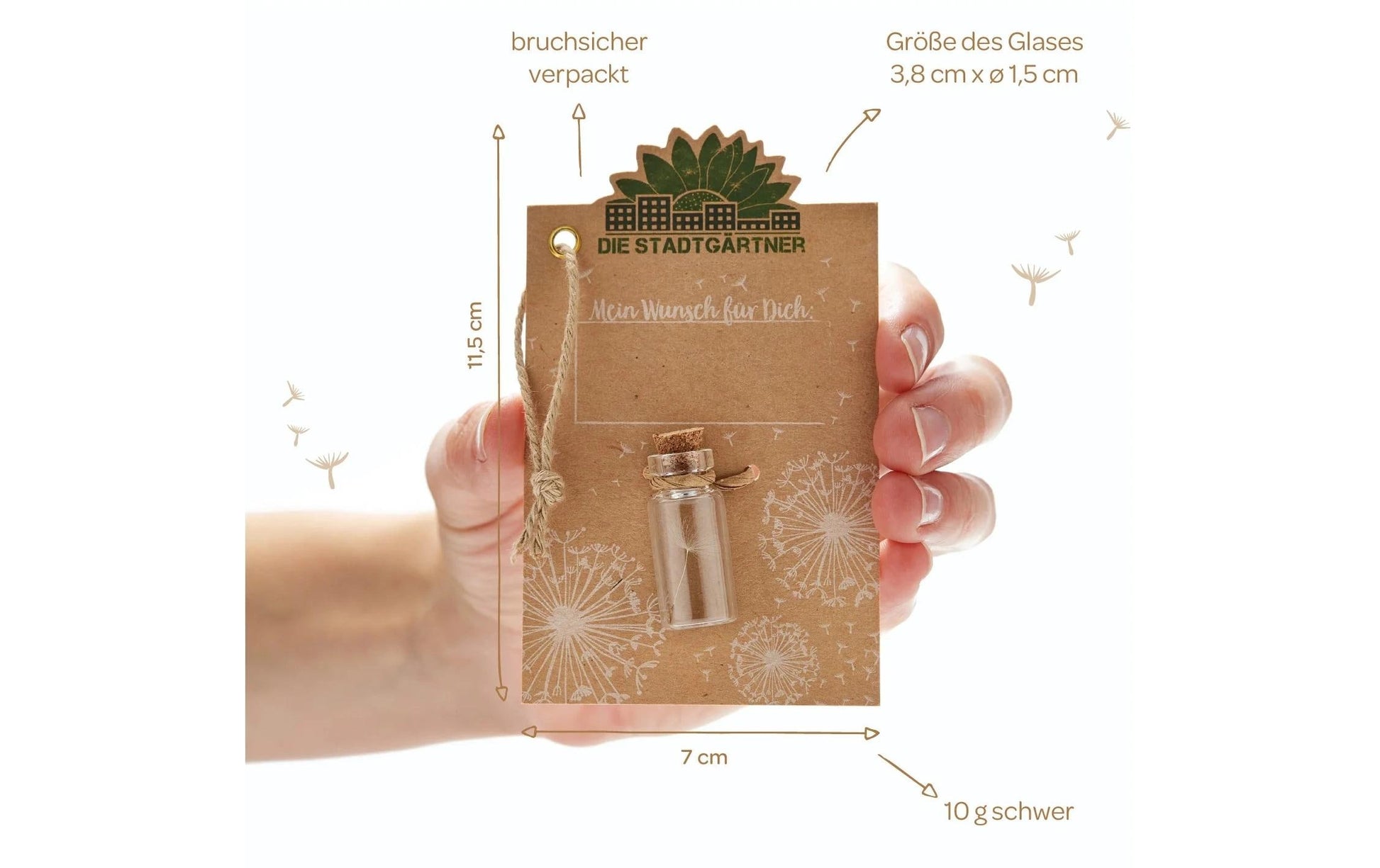 Die Stadtgärtner Wunscherfüller – Echte Pusteblume im Glas – Glas, transparent