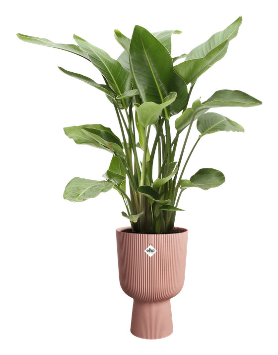elho Vibes Fold Coupe 30 Blumentopf – Ø 30 × 45 cm – Kunststoff, Rosa
