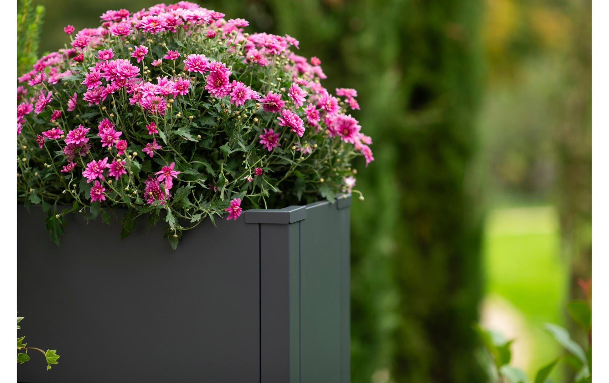 Westmann Talus L Pflanzkübel – 100 × 52 × 25 cm – Stahl, Anthrazit