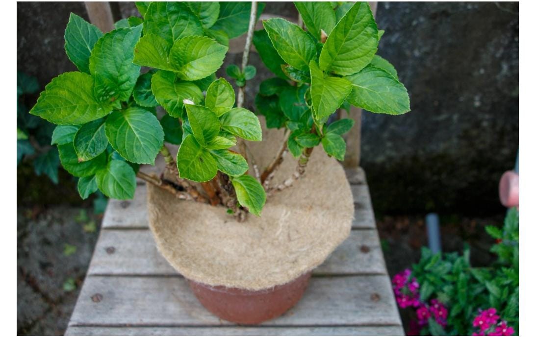 Colibri Nature Mulchmatte – rund, Ø 40 cm, Kokos, 160 g