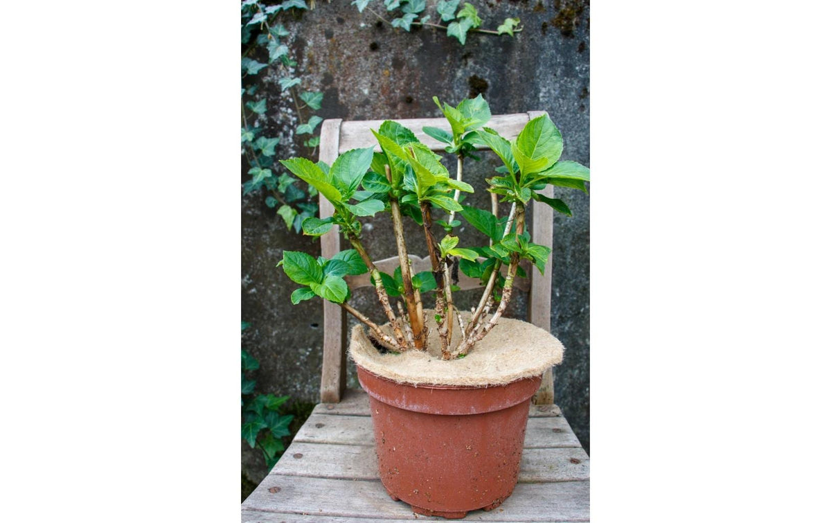 Colibri Nature Mulchmatte – rund, Ø 40 cm, Kokos, 160 g