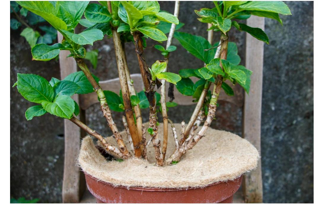 Colibri Nature Mulchmatte – rund, Ø 40 cm, Kokos, 160 g