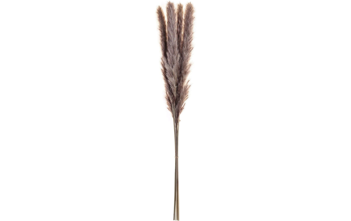 Eglo Trockenblumen – Braun – 1er-Pack