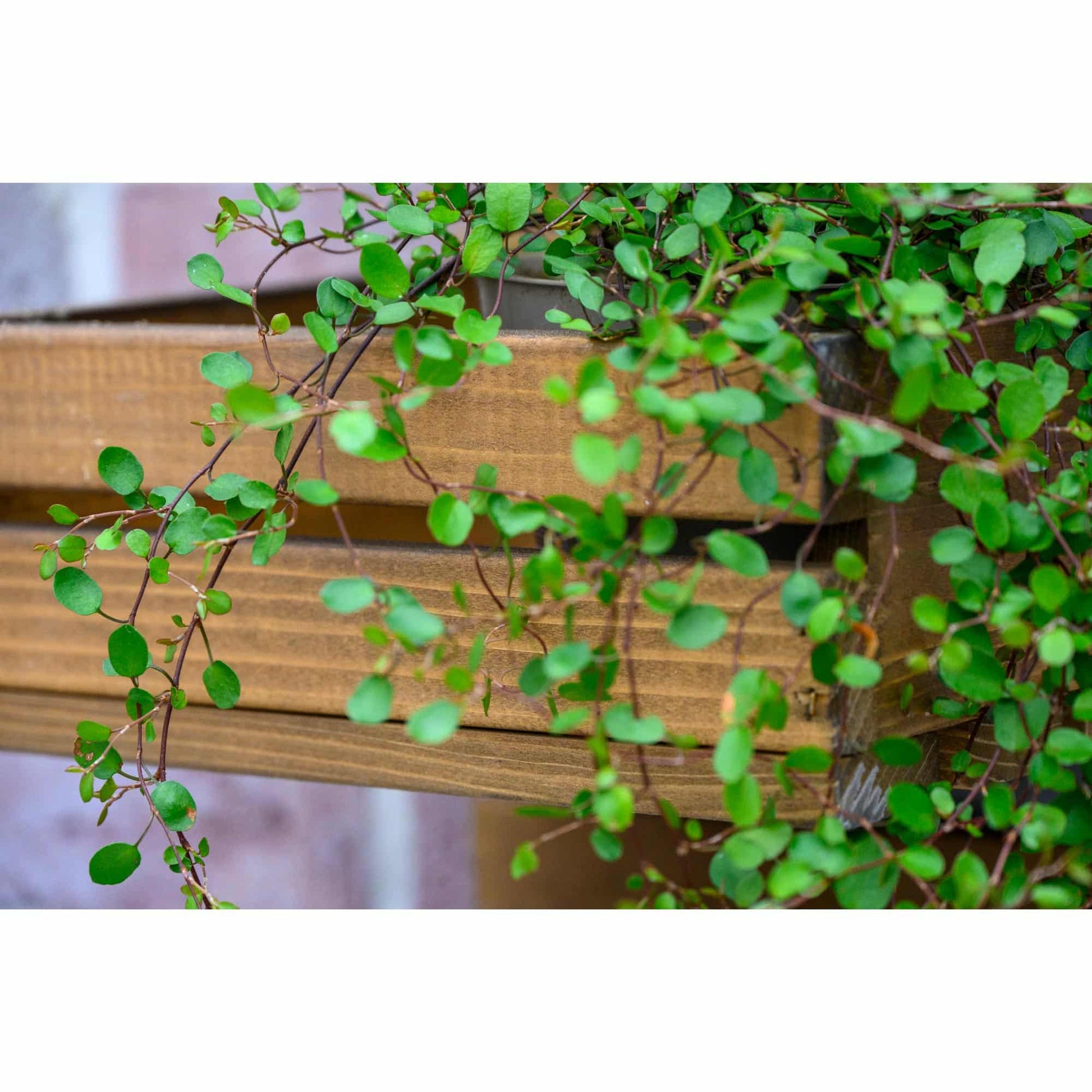 Dobar Wandregal, 58388FSCE – Wandmontage – 3 Böden – 29,5 × 26,5 × 74,5 cm – Braun – Kiefernholz – 1 Stk.