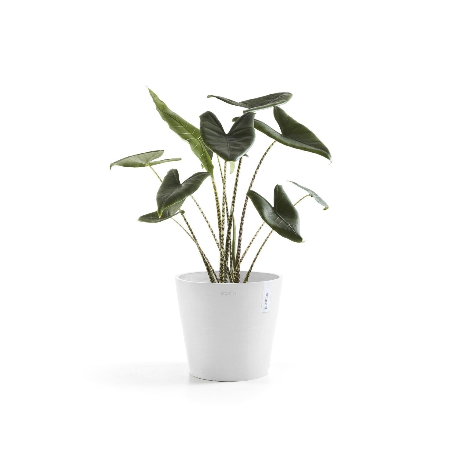 Ecopots Pflanzentopf – Ø 30 × 26,3 cm – Kunststoff, Weiss