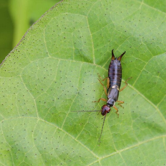 Andermatt Biogarten Insektenfalle – braun – für Insekten – 4 Stk.