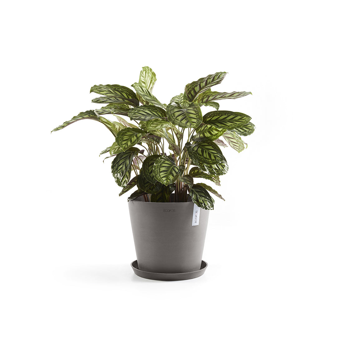 Ecopots Unterteller – Ø 28,7 × 3 cm – Kunststoff, Taupe