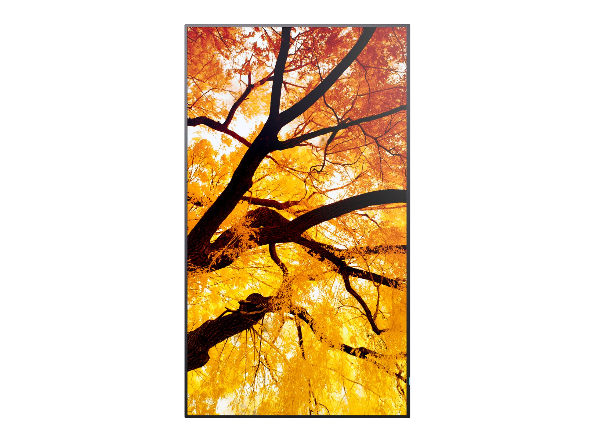 Sharp MultiSync PN-M982 – 97,5", 3840 × 2160 (4K), IPS, USB-C 60 W, LAN