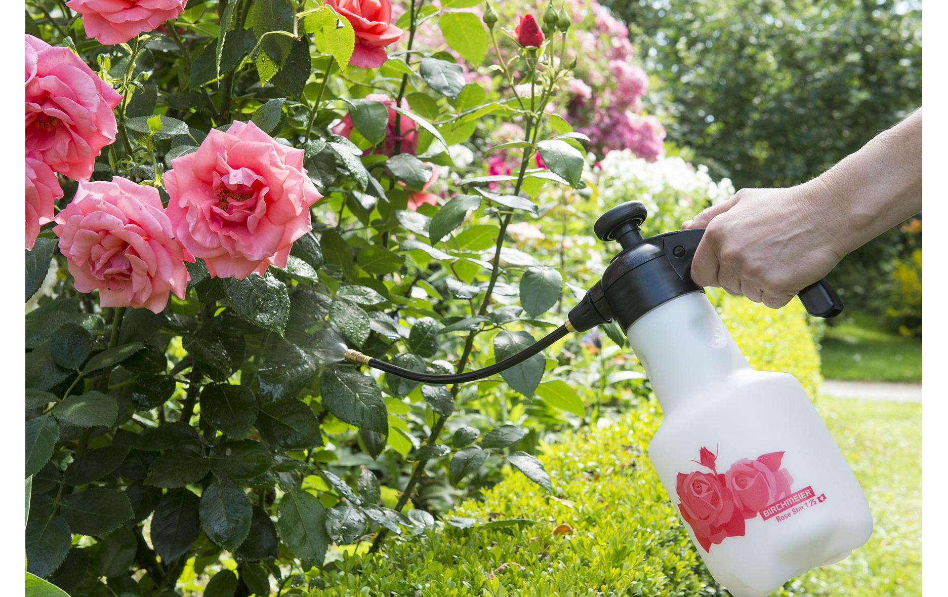Birchmeier Rose Star Handgartenspritzer – 1,25 l, max. 3 bar, Messingdüse – Kunststofftank