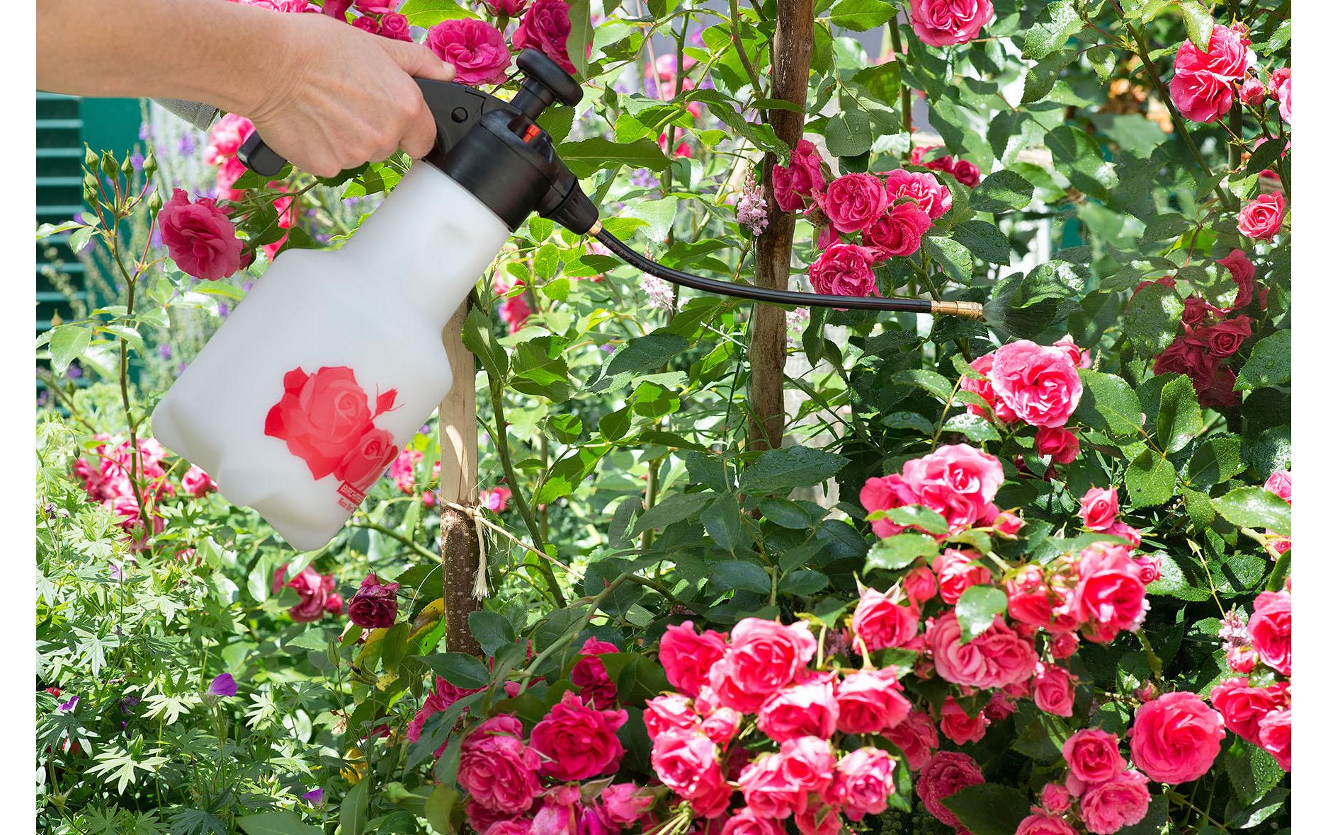 Birchmeier Rose Star Handgartenspritzer – 1,25 l, max. 3 bar, Messingdüse – Kunststofftank