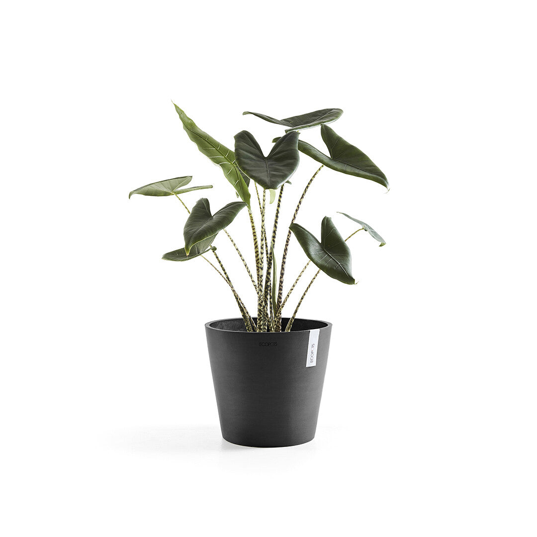 Ecopots Amsterdam Pflanztopf – für Ø 30 × 26,3 cm – Recycling-Kunststoff, Dunkelgrau