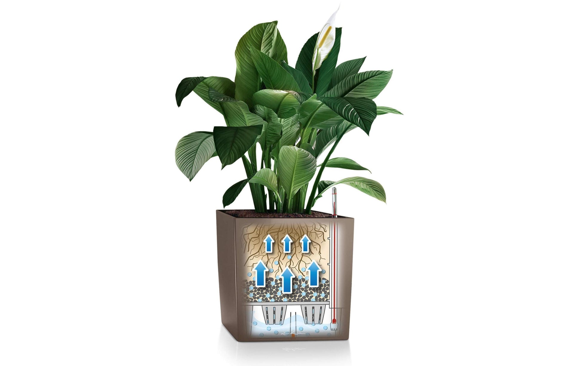 LECHUZA Cube 40 Topfpflanzer – 40 × 40 × 40 cm – Kunststoff, Anthrazit