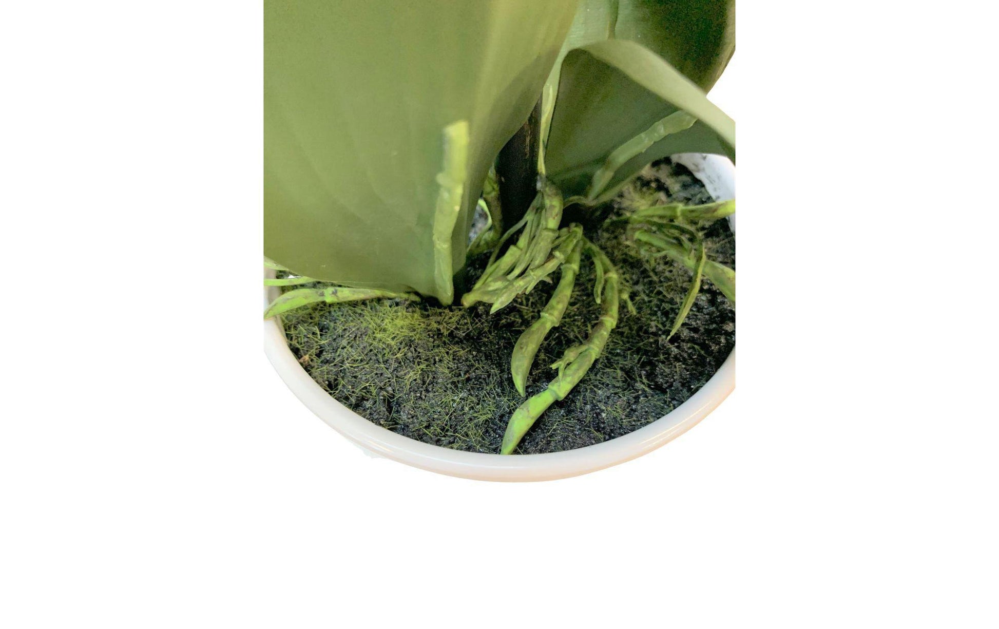 Botanic-Haus Phalaenopsis Topfpflanze – Ø 10 × 38 cm – Polyester, weiss