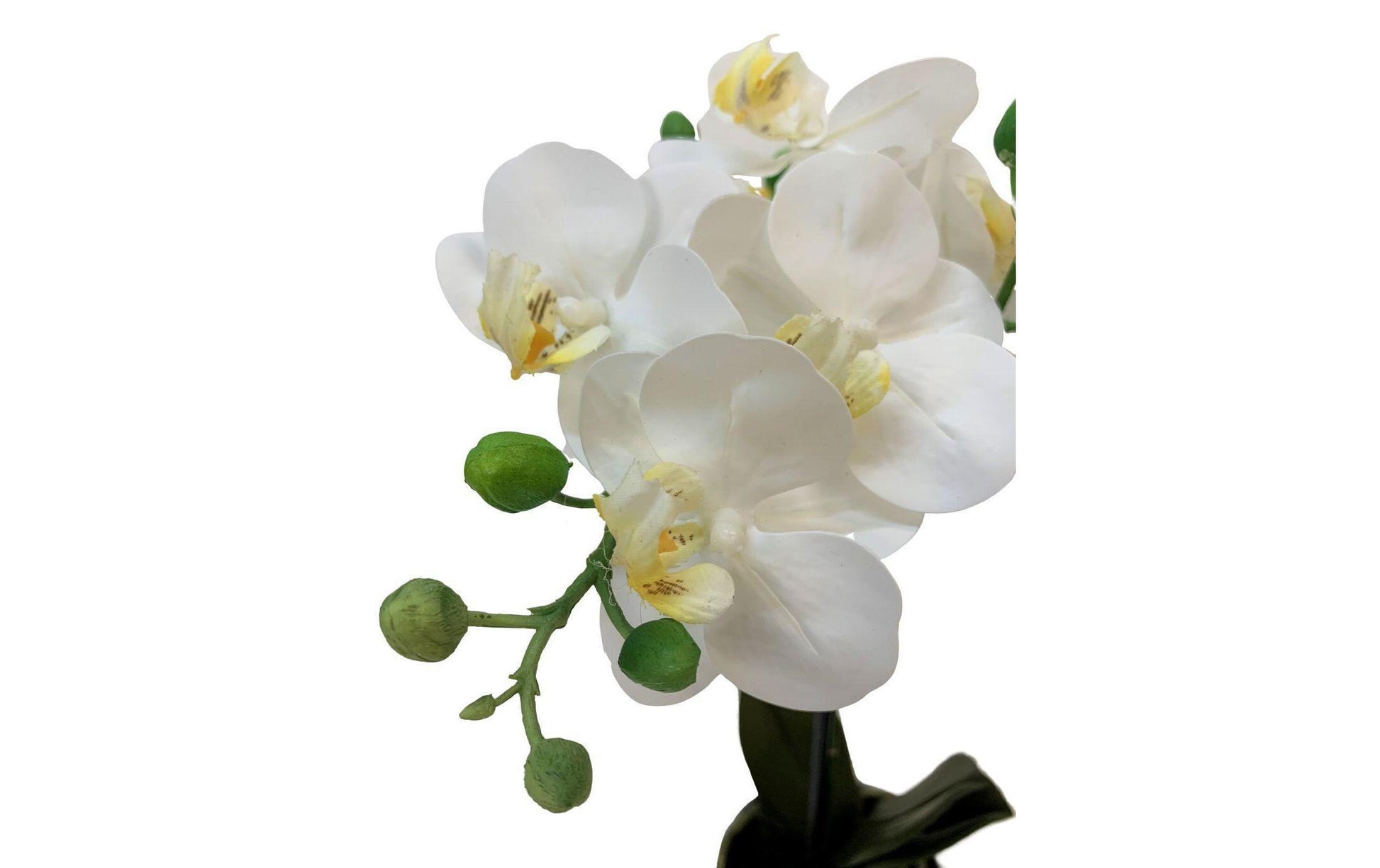 Botanic-Haus Phalaenopsis Topfpflanze – Ø 10 × 38 cm – Polyester, weiss