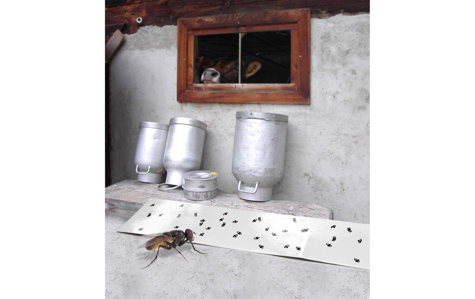 Windhager Insektenfalle – 10 × 32 cm – weiss – Papier – für Fluginsekten – 5 Stk.