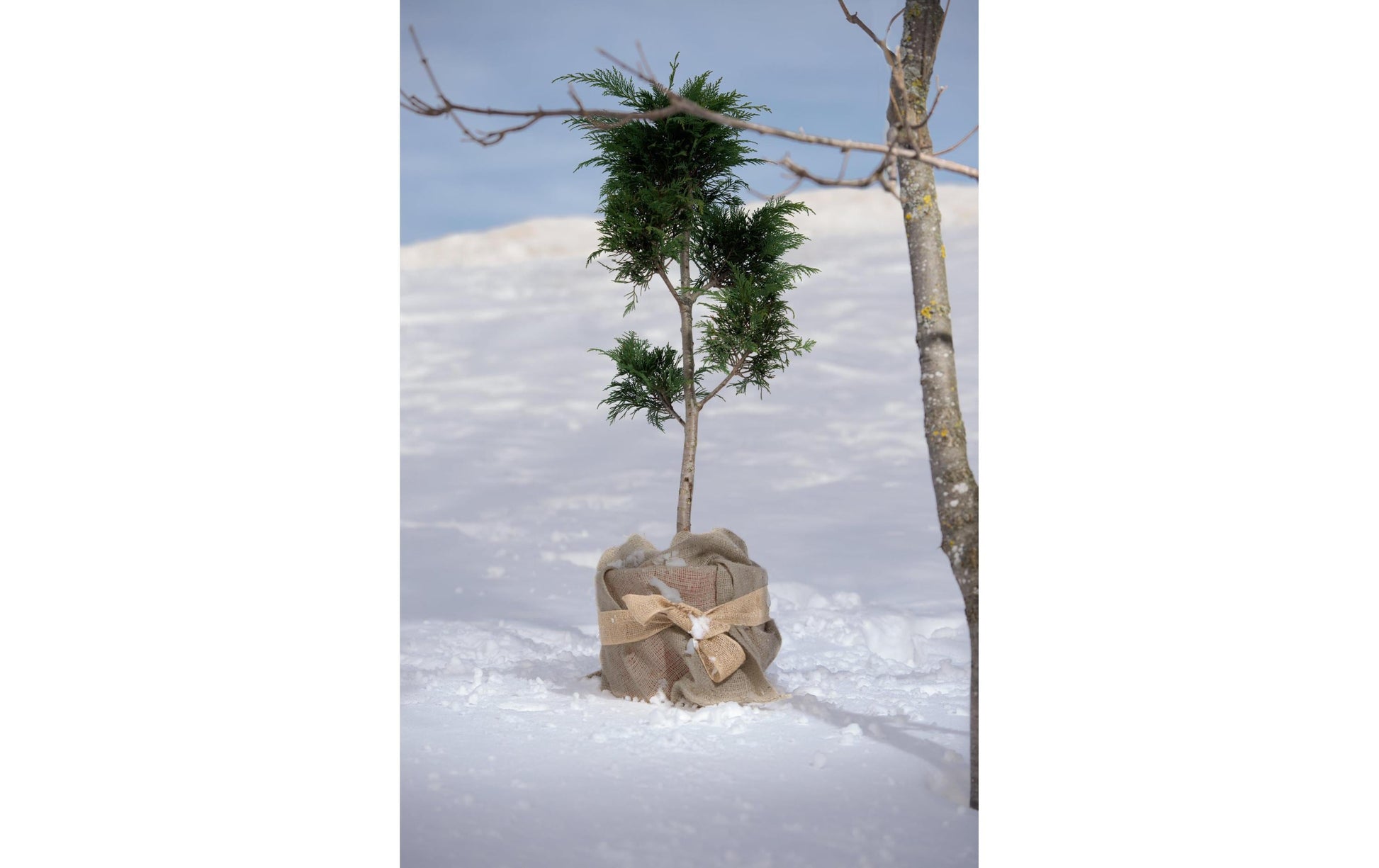 Windhager Geschenkband, Jute, Natur, 60 mm × 3 m, 1 Stk.
