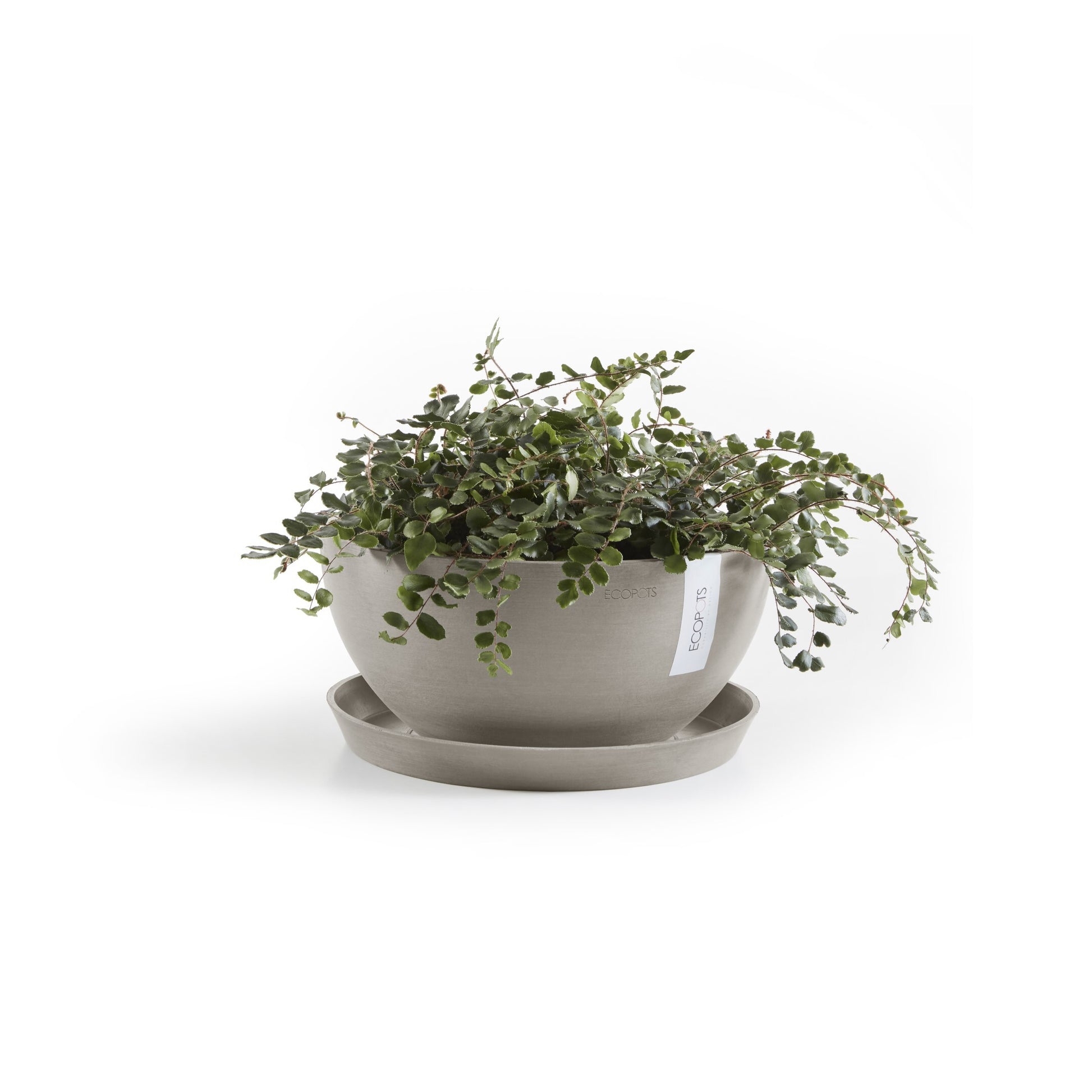 Ecopots Schale – Recycling-Kunststoff, taupe – Ø 21 × 2,5 cm