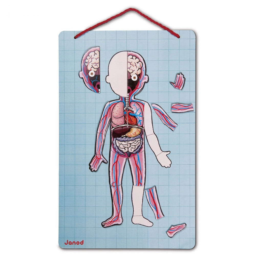 JANOD Magnet-Set – Körper, 99 Teile, 7–12 Jahre