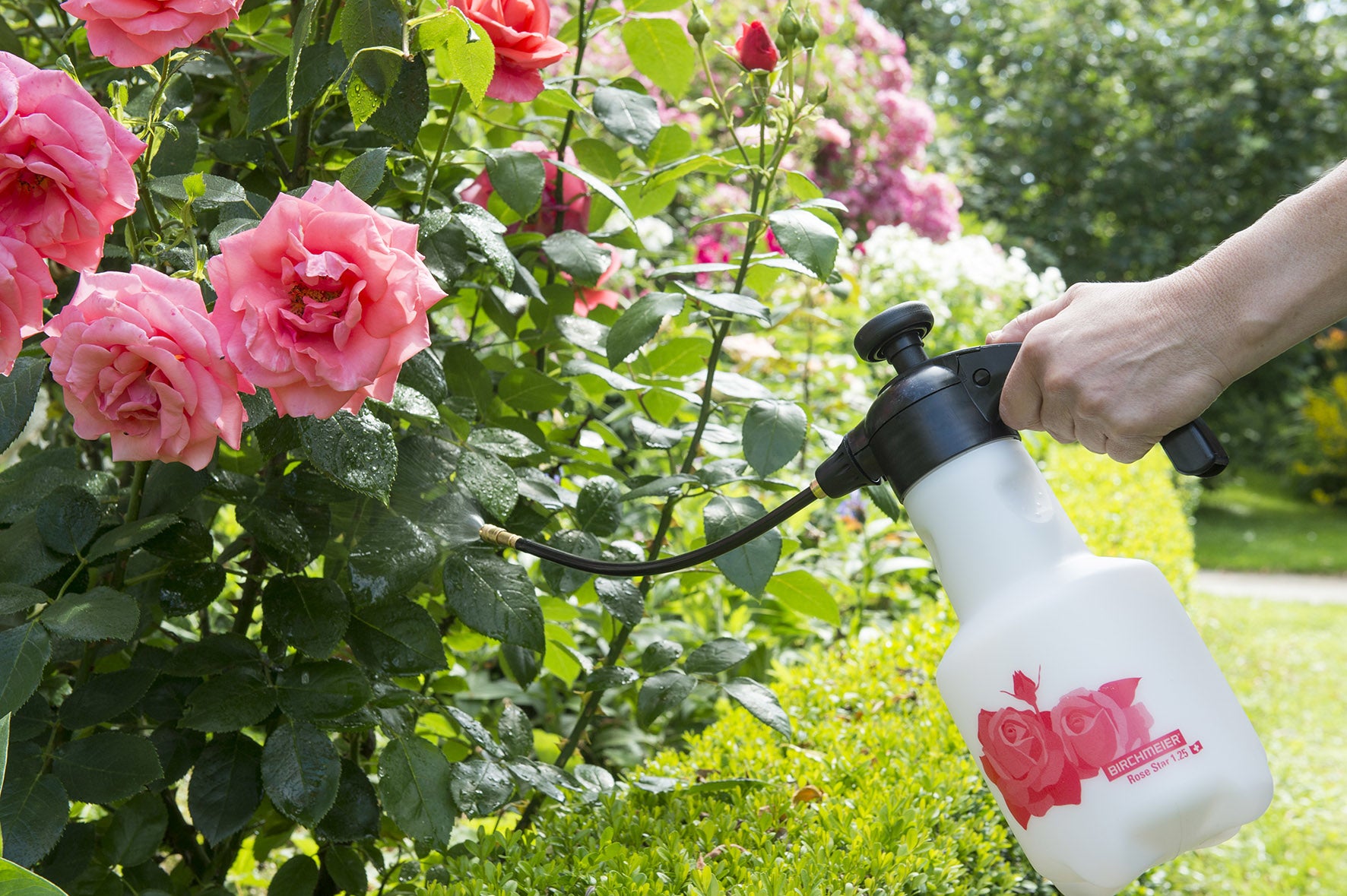 Birchmeier Rose Star Handgartenspritzer – 1,25 l, max. 3 bar, Messingdüse – Kunststofftank