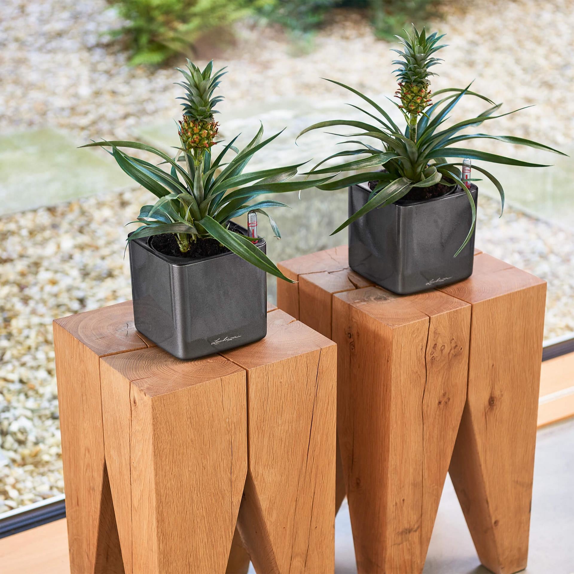 LECHUZA CUBE Glossy Blumentopf – 14 × 14 × 13,5 cm – Polypropylen, dunkelrot