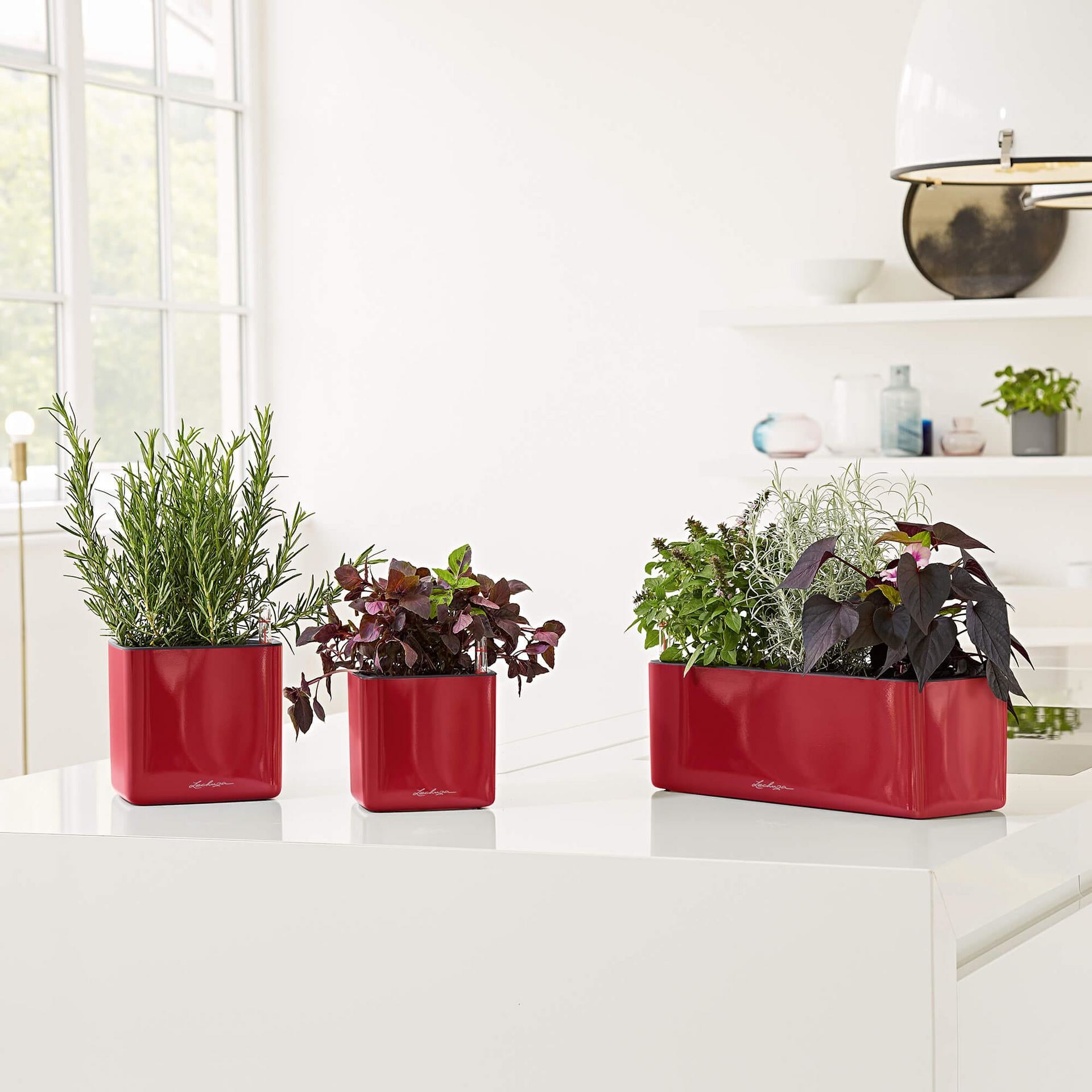 LECHUZA CUBE Glossy Topfpflanzer – 16 × 16 × 16 cm – Polypropylen, dunkelrot