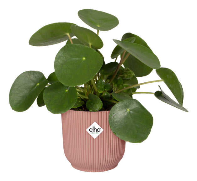 elho Schale – Kunststoff, rosa – Ø 47 × 44 cm