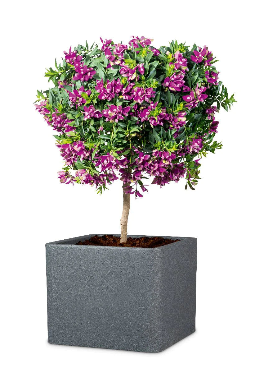 Scheurich Topfpflanzer – 29 × 29 × 23 cm – Kunststoff, schwarz/granit