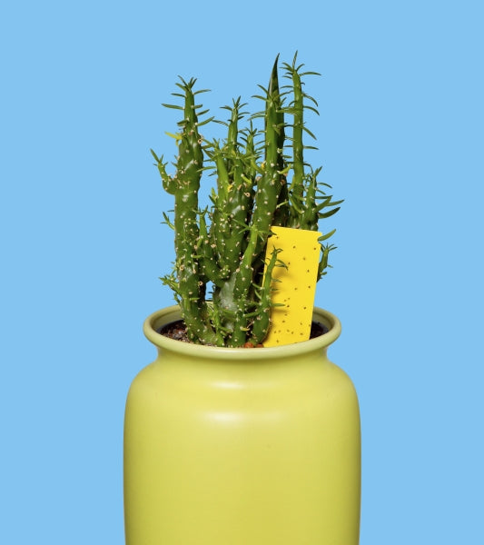 Windhager Gelbfalle Insektenfalle – Gelb – Insektenfliegenpapier – Für Fluginsekten – 10 Stk.