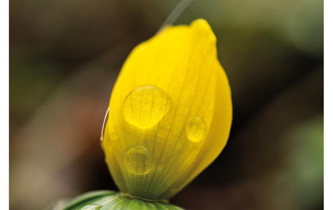 Dörr Makroobjektiv 60 mm f/2.8 – für Nikon F