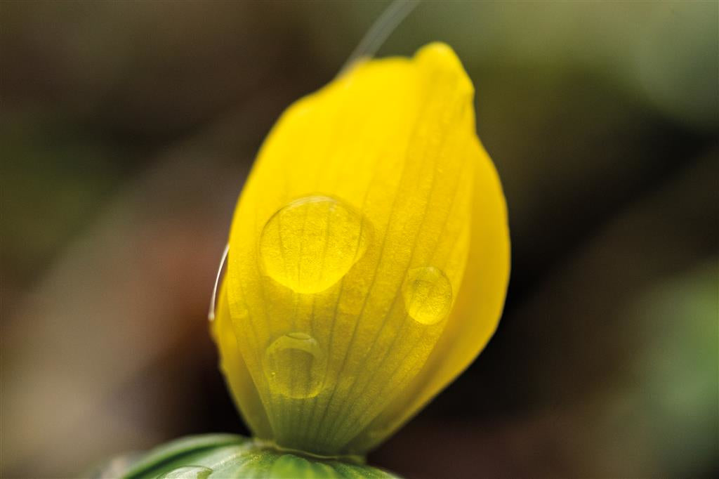 Dörr 60 mm f/2.8 Makroobjektiv – für MFT – Abbildungsmaßstab 2:1 – 62 mm Filtergewinde