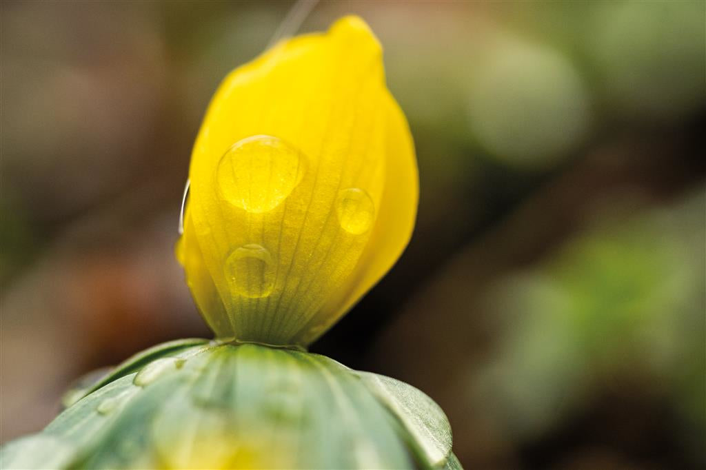 Dörr 60 mm f/2.8 Makroobjektiv – für MFT – Abbildungsmaßstab 2:1 – 62 mm Filtergewinde