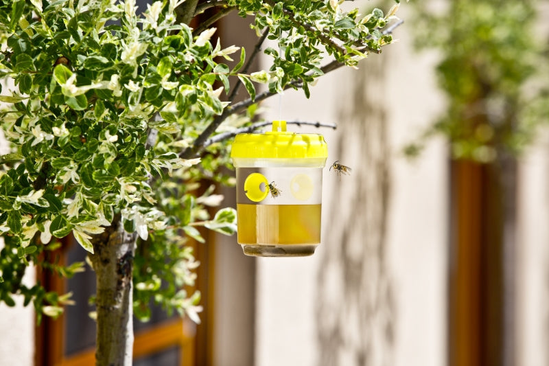 Windhager Insektenfalle – 9 × 13 cm – transparent, gelb – für Wespen – 2 Stk.