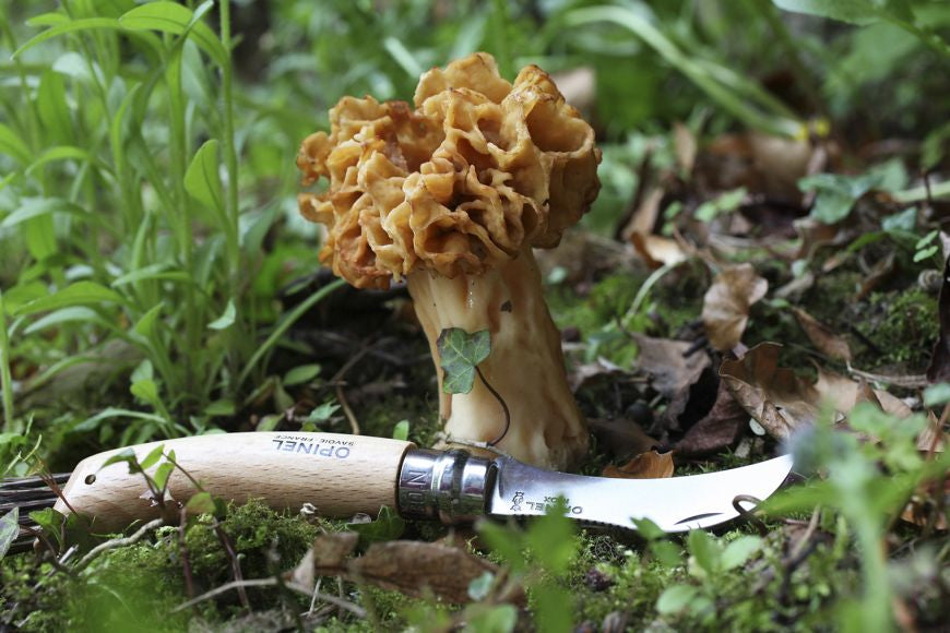 Opinel Nr. 8 – Pilzmesser 7 cm, Edelstahl, Buchenholz
