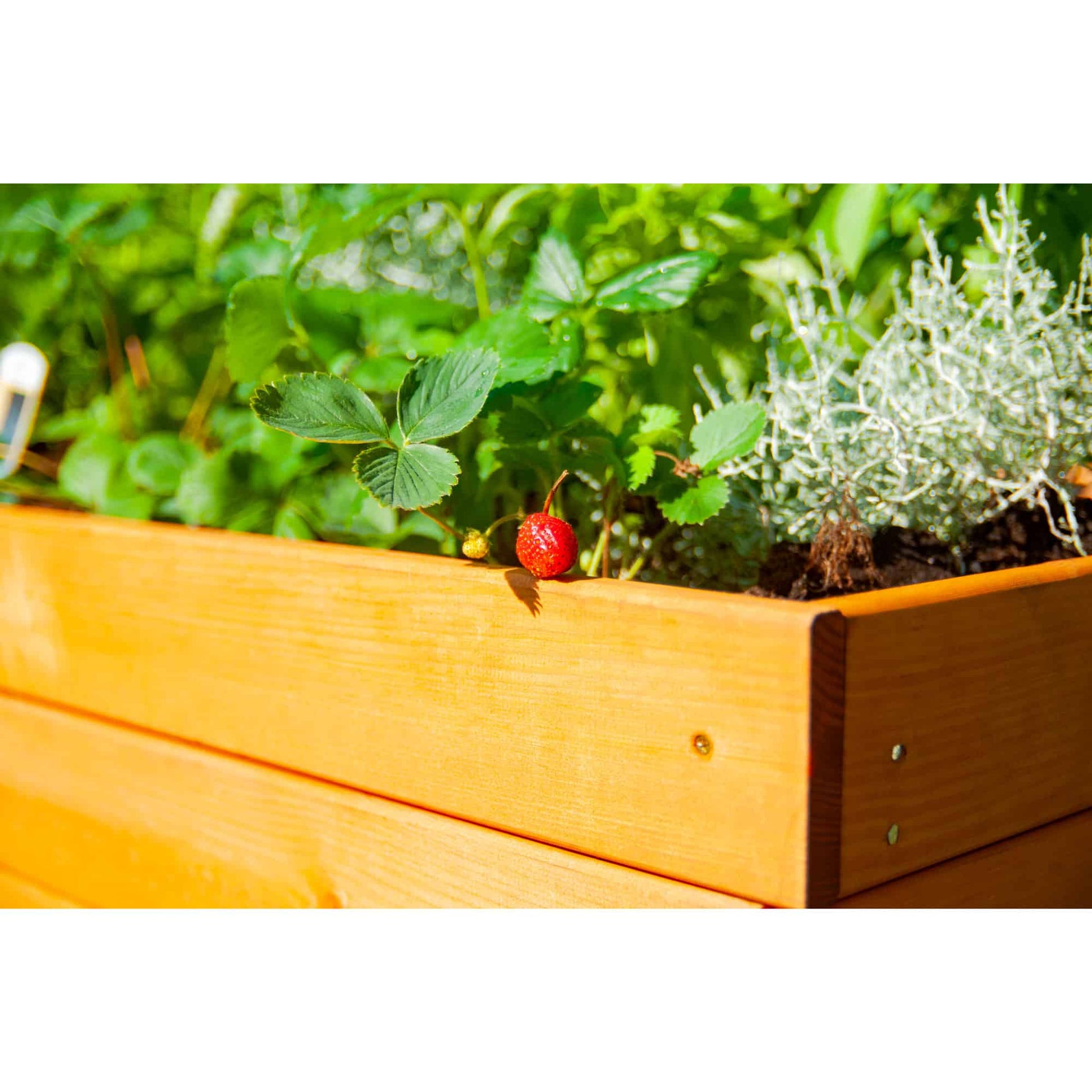 Dobar Kubus 2.0 Hochbeet – 78 × 78 × 58 cm – Kiefernholz, Braun