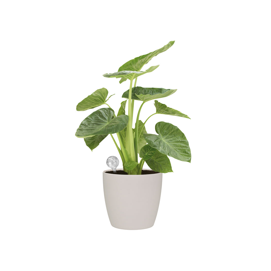 elho Wasserspender Aqua Care – 17,3 × 8,8 × 29 cm, Polypropylen, transparent, für universelle Systeme, 2 Stk.