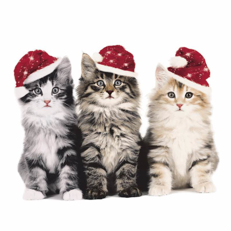 Paper + Design Servietten Xmas Cats – mehrfarbig – 33 × 33 cm, 3-lagig – 20 Stück