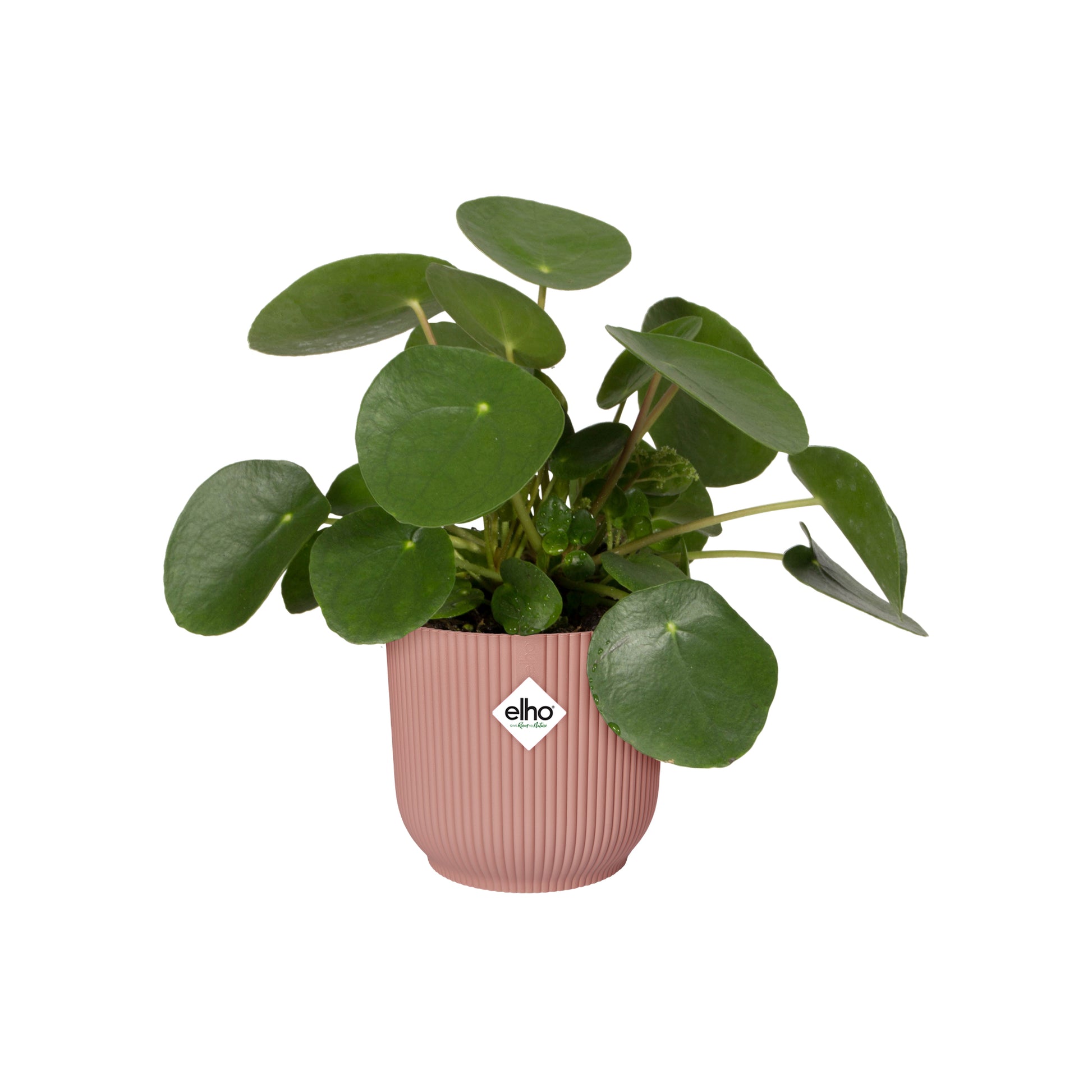 elho Schale – Kunststoff, rosa – Ø 30 × 27 cm
