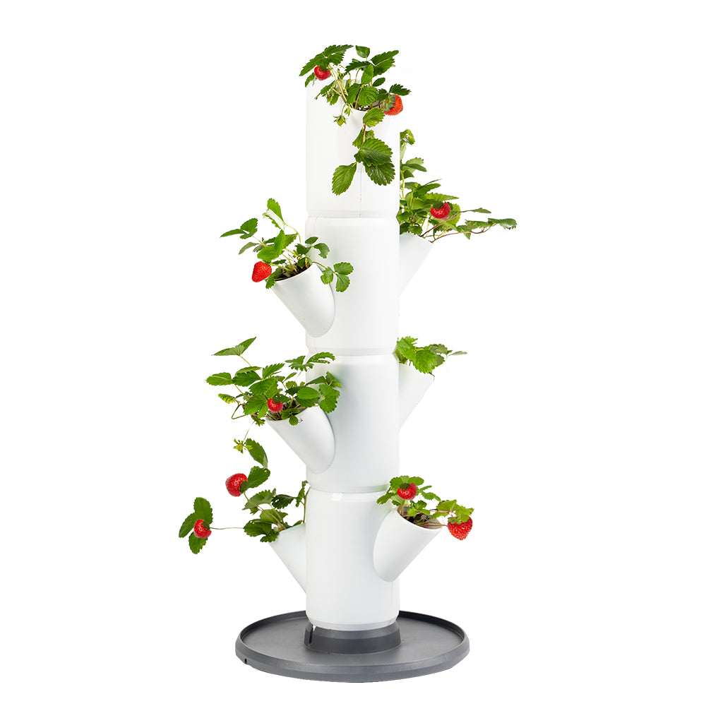 Gusta Garden SISSI STRAWBERRY Aufzuchttopf – Ø 27 × 77 cm – Kunststoff, weiss