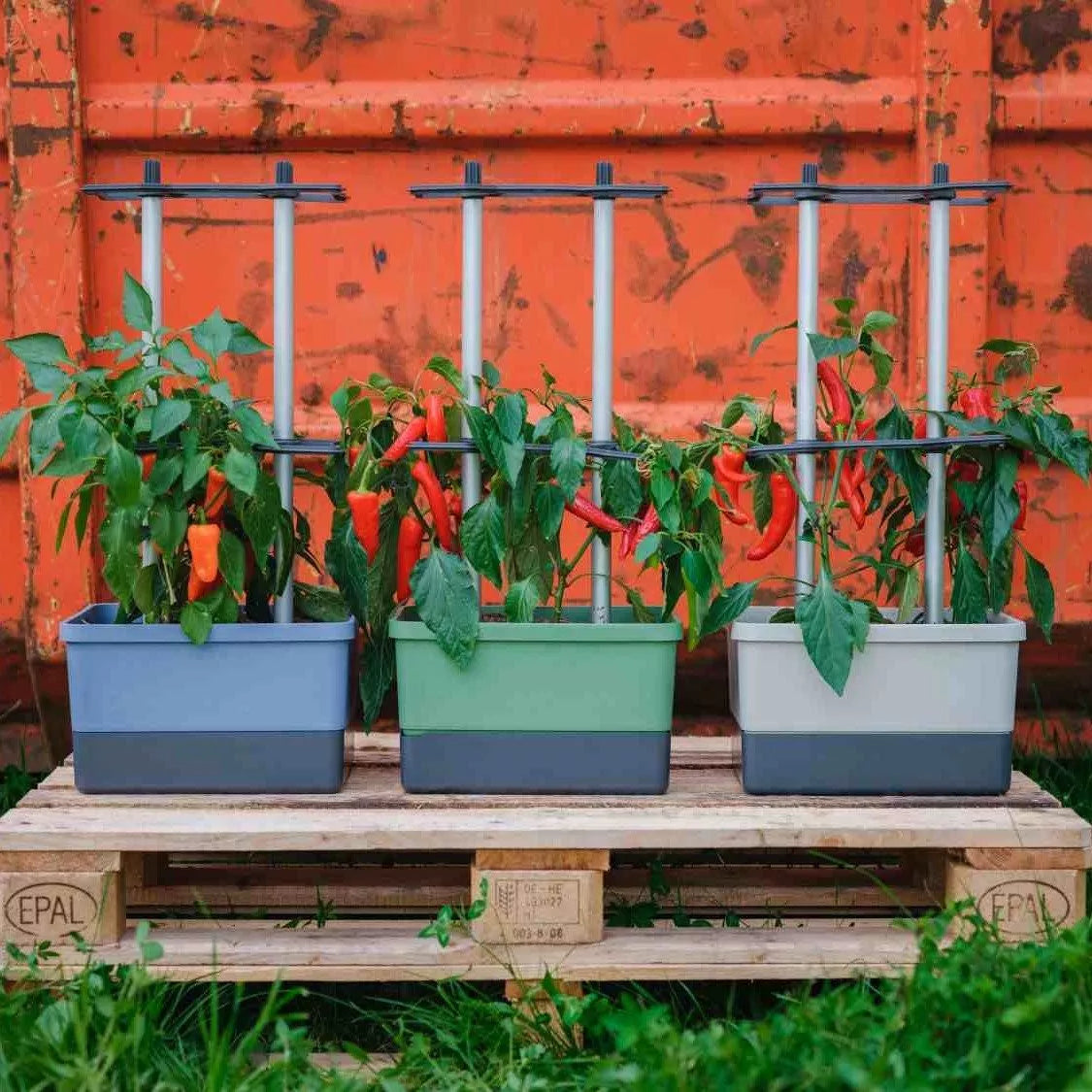 Gusta Garden Charly Chili Topfpflanzer – 10 l, 35 × 28 × 69 cm – Polypropylen & Aluminium, blau