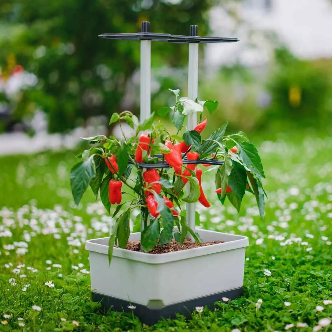 Gusta Garden Topfpflanzer – 35 × 69 × 28 cm – Kunststoff, hellgrau