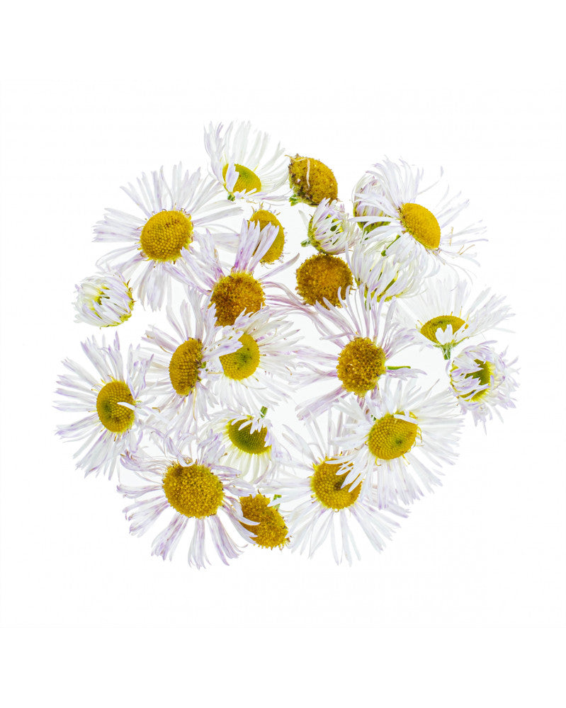 GLOREX Kamillenblüten, Gelb