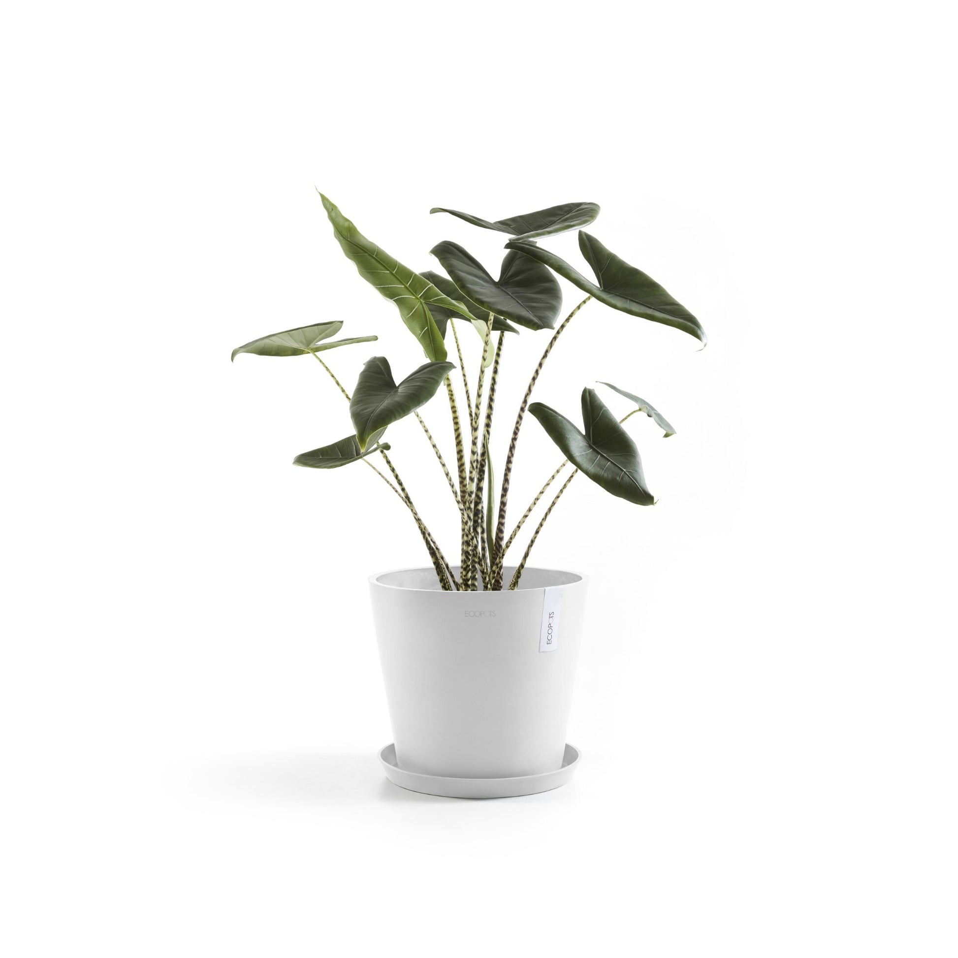 Ecopots Schale – Recycling-Kunststoff, Weiss – Ø 37 × 3,5 cm