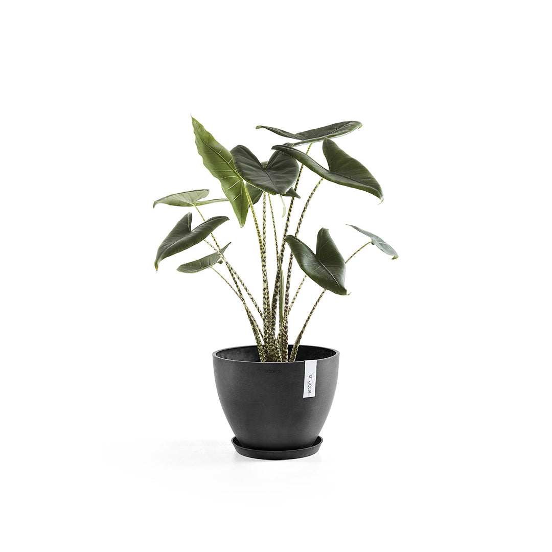 Ecopots Schale – Recycling-Kunststoff, Dunkelgrau – Ø 44,5 × 3,5 cm