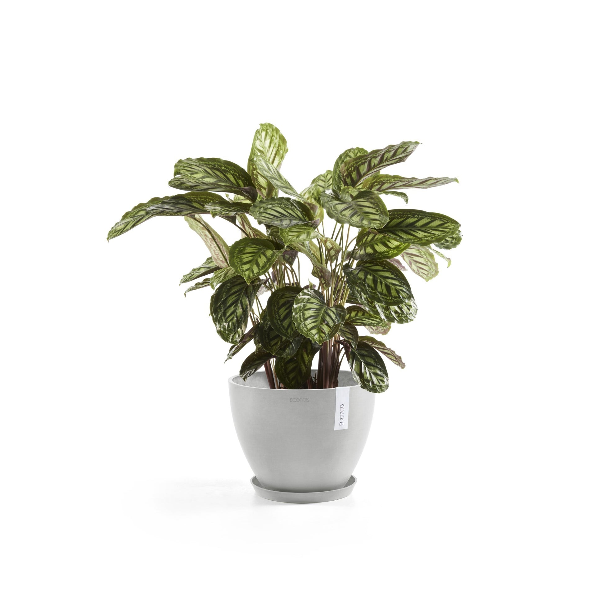 Ecopots Schale – Recycling-Kunststoff, Weiss – Ø 37 × 3,5 cm