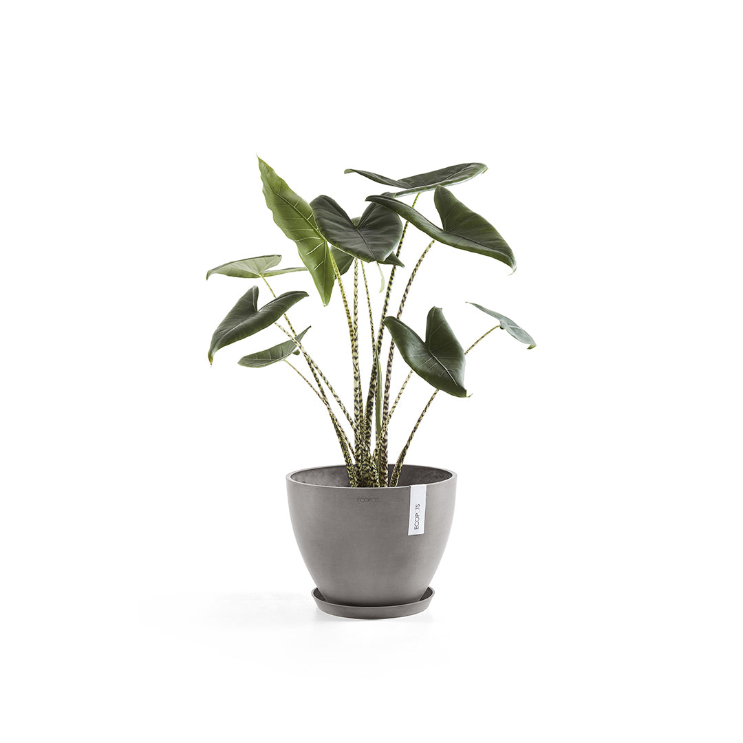 Ecopots Unterteller – für Ø 44,5 × 3,5 cm – Recycling-Kunststoff, Taupe