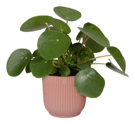 elho Schale – Kunststoff, rosa – Ø 47 × 44 cm