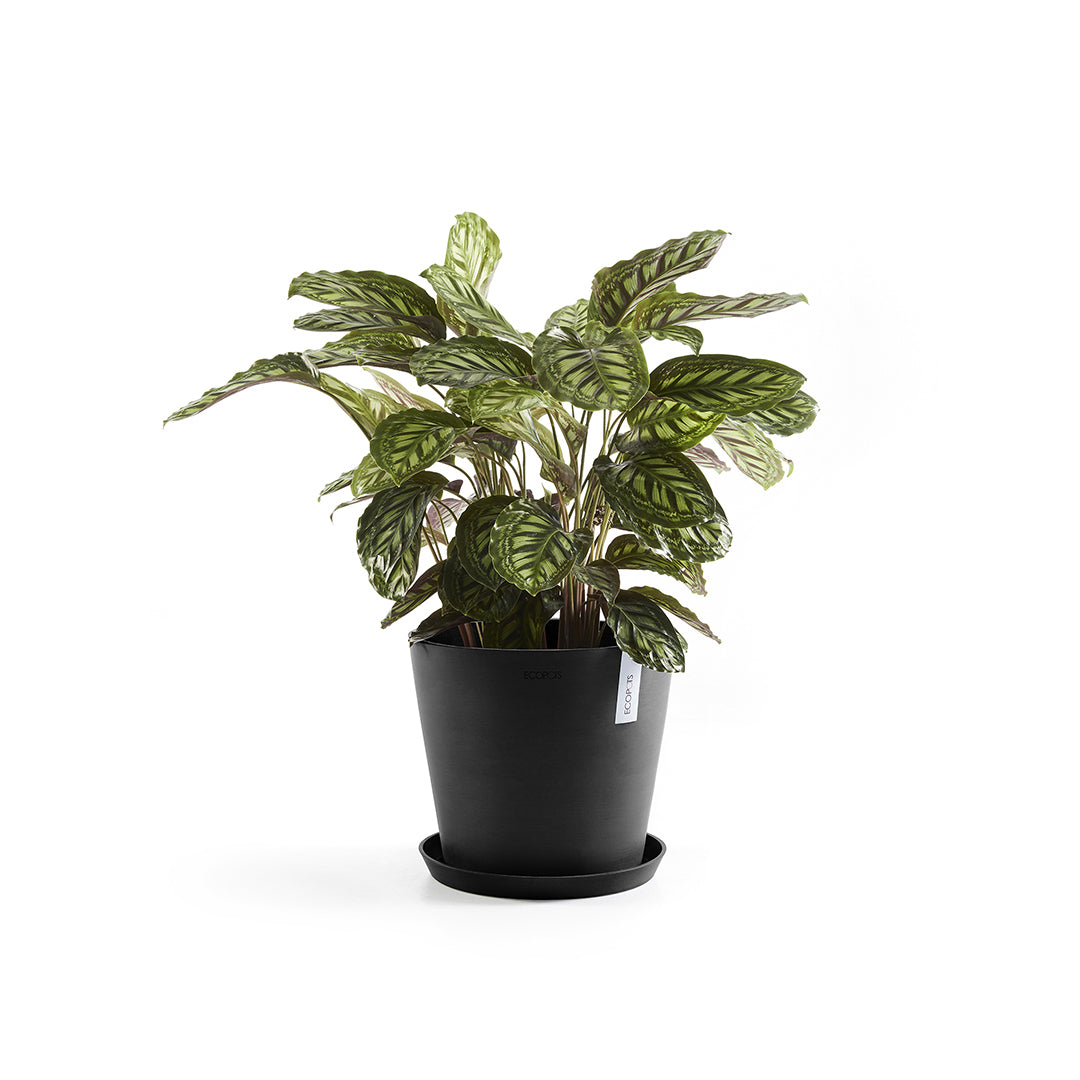 Ecopots Unterteller – Kunststoff, dunkelgrau – Ø 29 × 3 cm