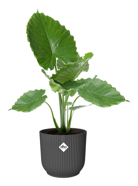 elho Schale – Recycling-Kunststoff, Schwarz – Ø 47 × 44 cm