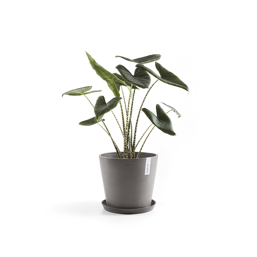 Ecopots Unterteller – Ø 37 × 3,5 cm – Recycling-Kunststoff, Taupe
